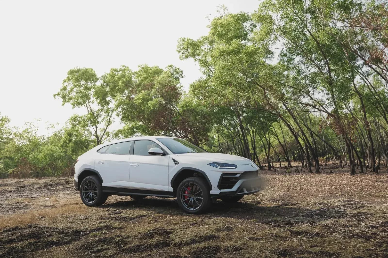 A white Lamborghini Urus parked on dry ground in open woodland.